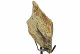 Fossil Triceratops Skull Section w/ Metal Stand - South Dakota #378573-2
